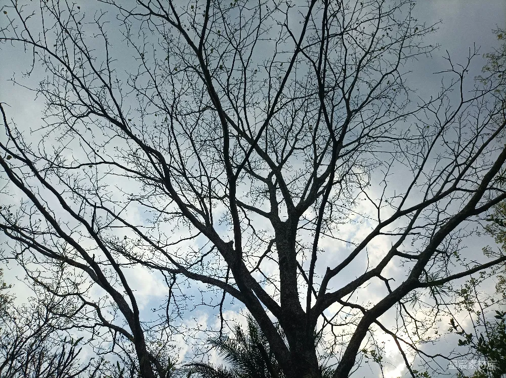 高清摄影  光秃秃的树枝在多云的天空下。