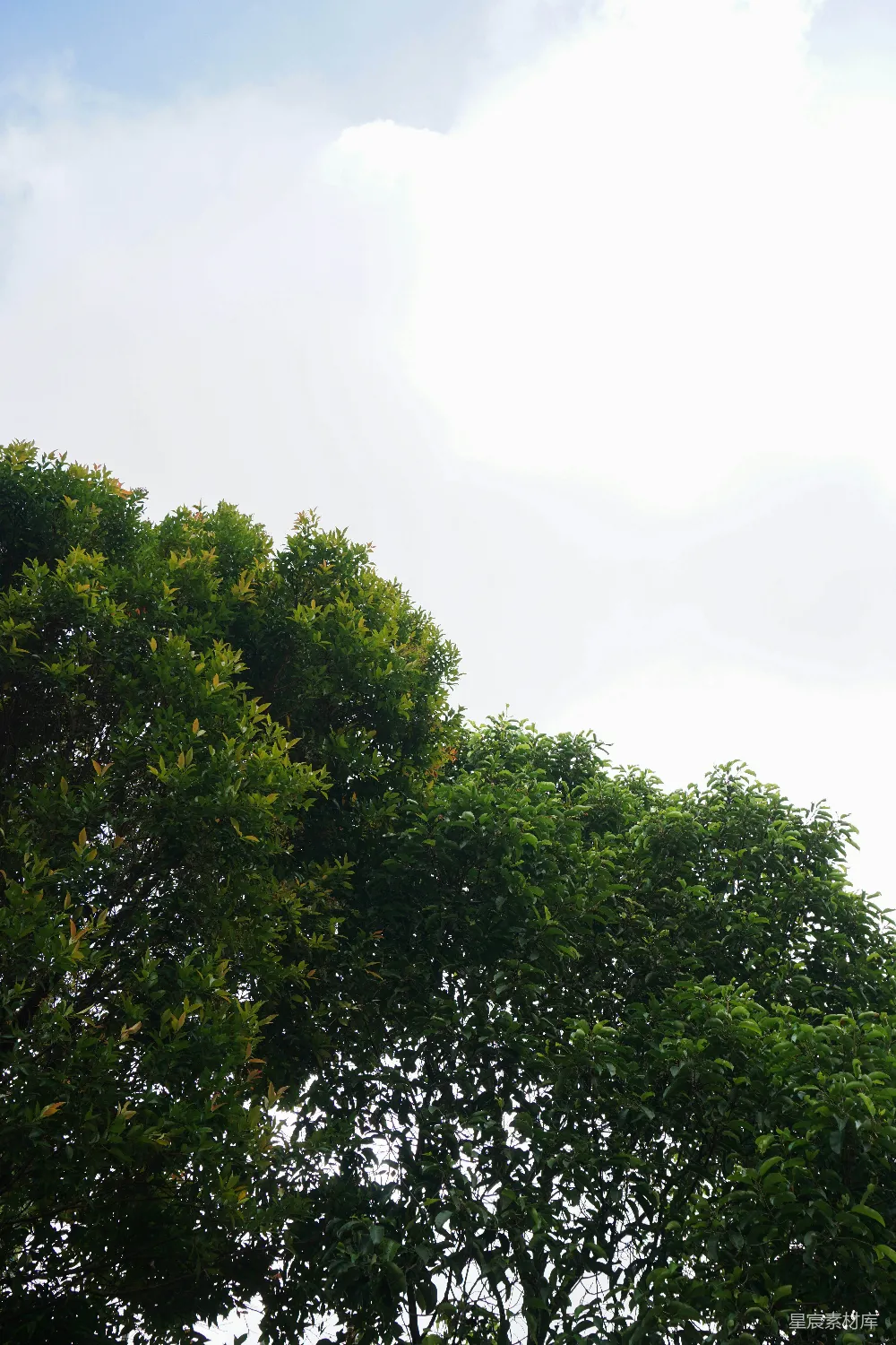 高清摄影  一棵树中间有一座钟楼