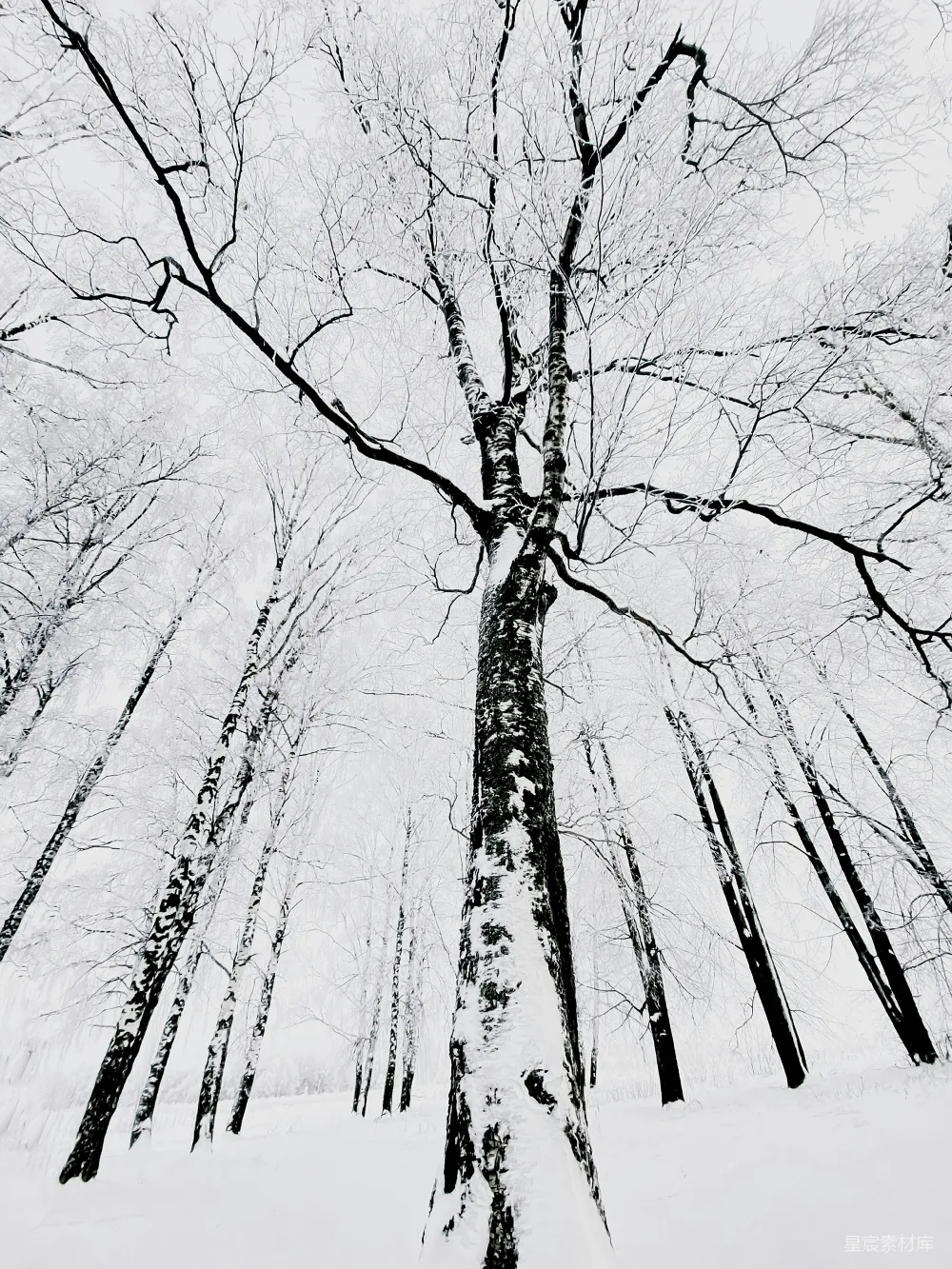高清摄影 自然 被雪覆盖的树