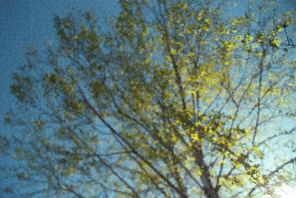 高清摄影 自然 壁纸 阳光透过树枝照耀。