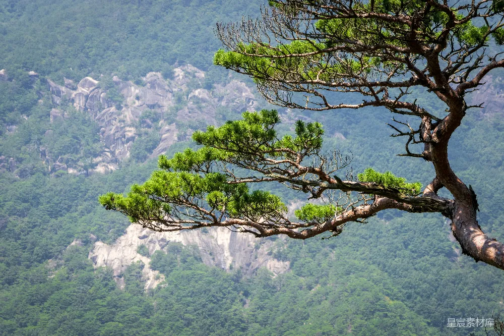 高清摄影  一棵树，背景中有一座城市。