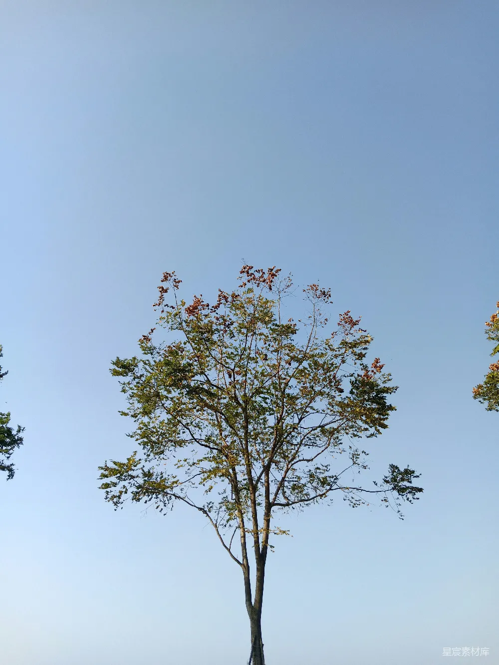 高清摄影  白天的蓝天下的绿树