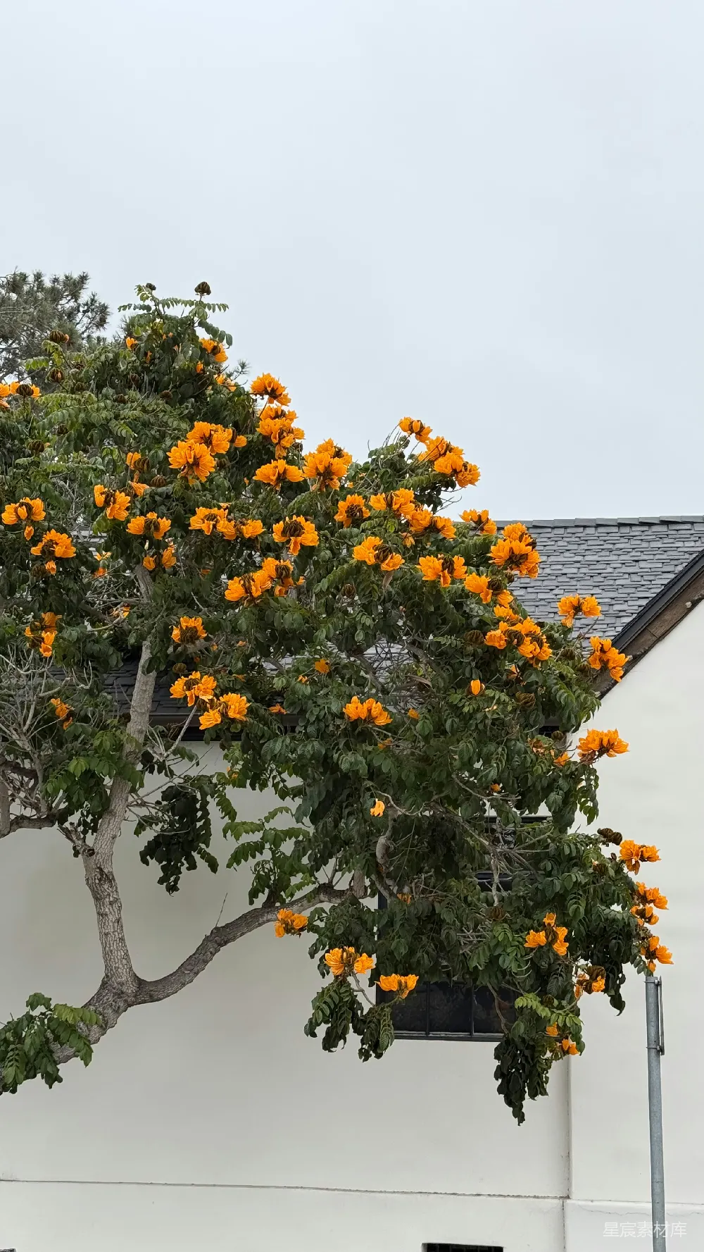 高清摄影  树上鲜艳的橙色花朵与白色建筑形成鲜明对比。