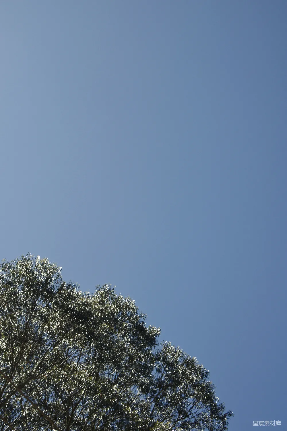 高清摄影  一架飞机在树木上方高空中飞行