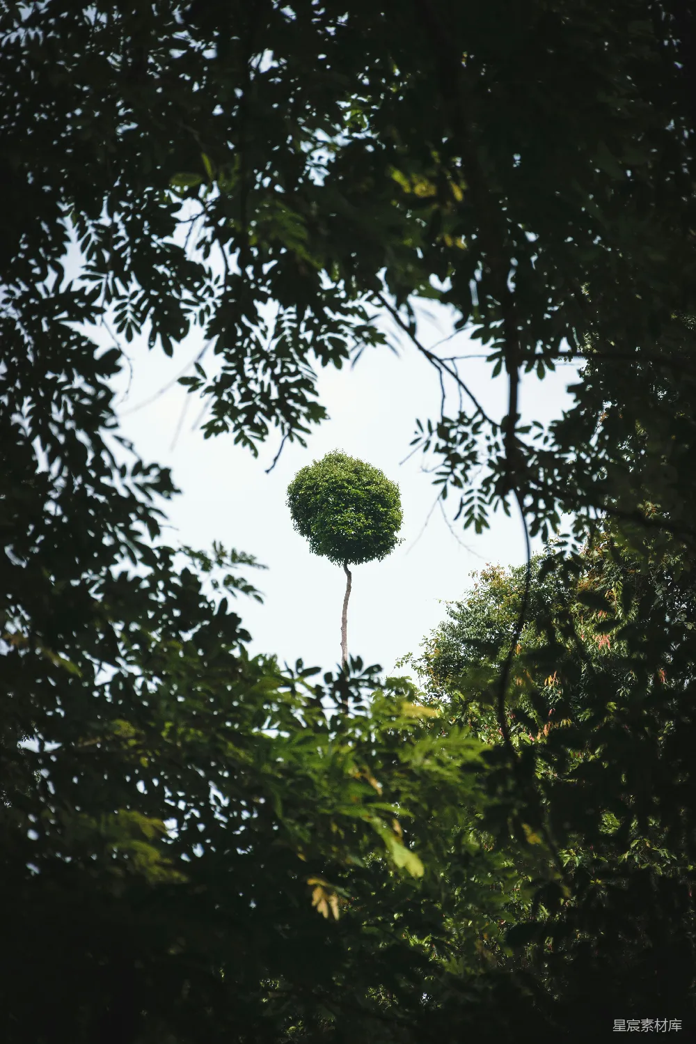 高清摄影  一棵树顶圆润的树在森林中央。