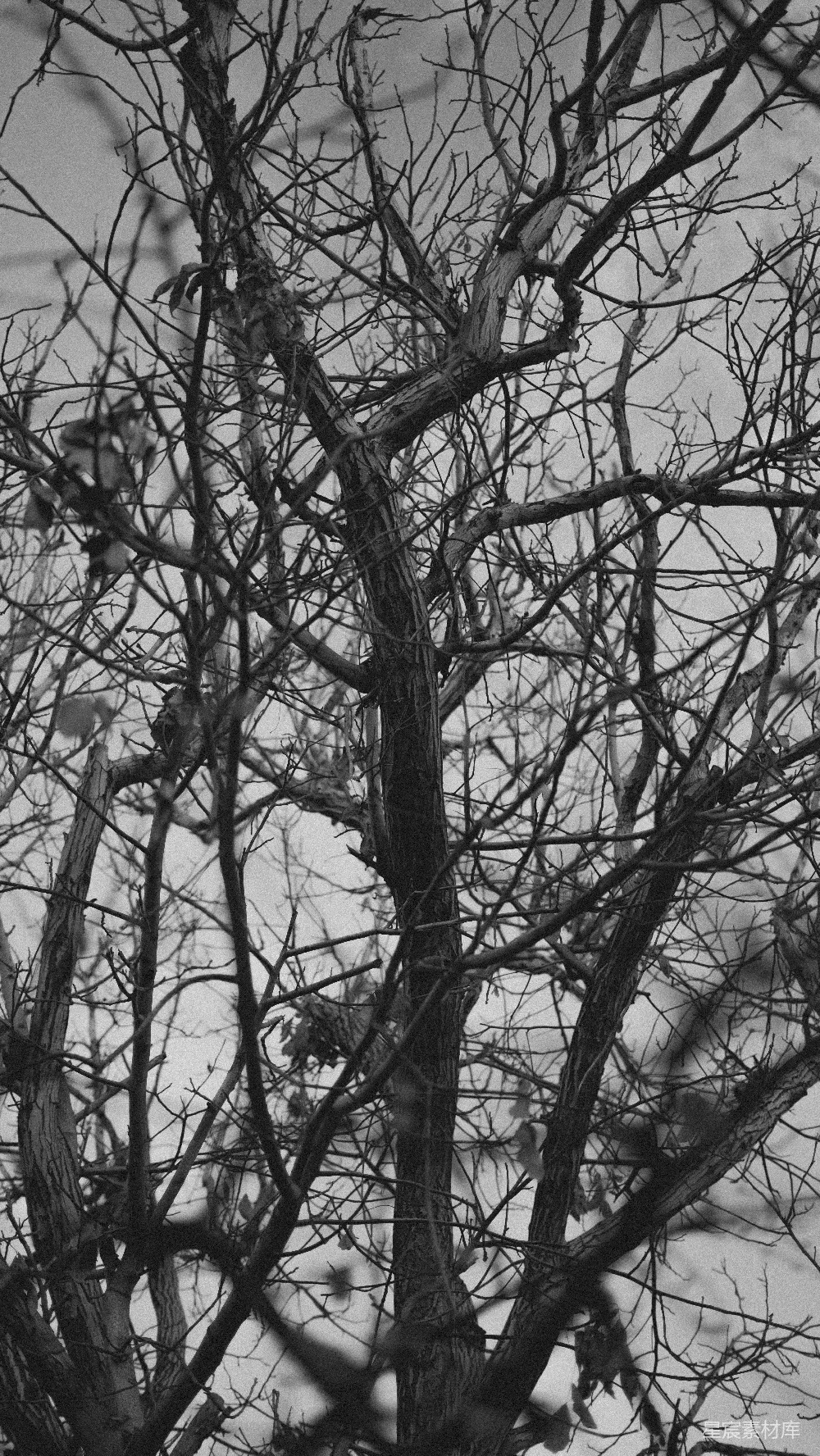 高清摄影 壁纸 自然 光秃秃的树枝映衬着阴云密布的天空。