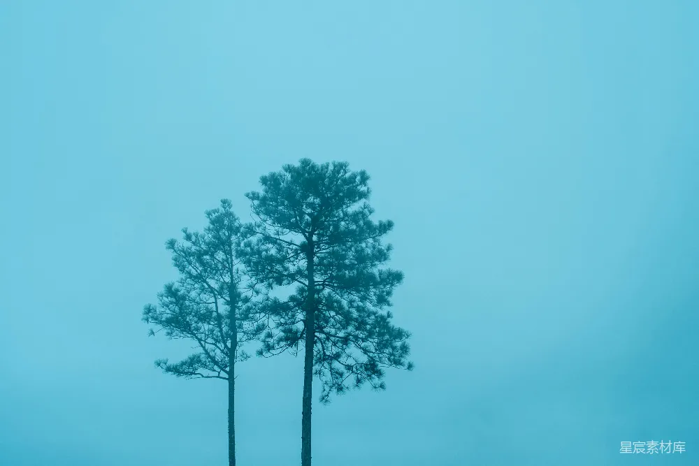 高清摄影  绿叶树