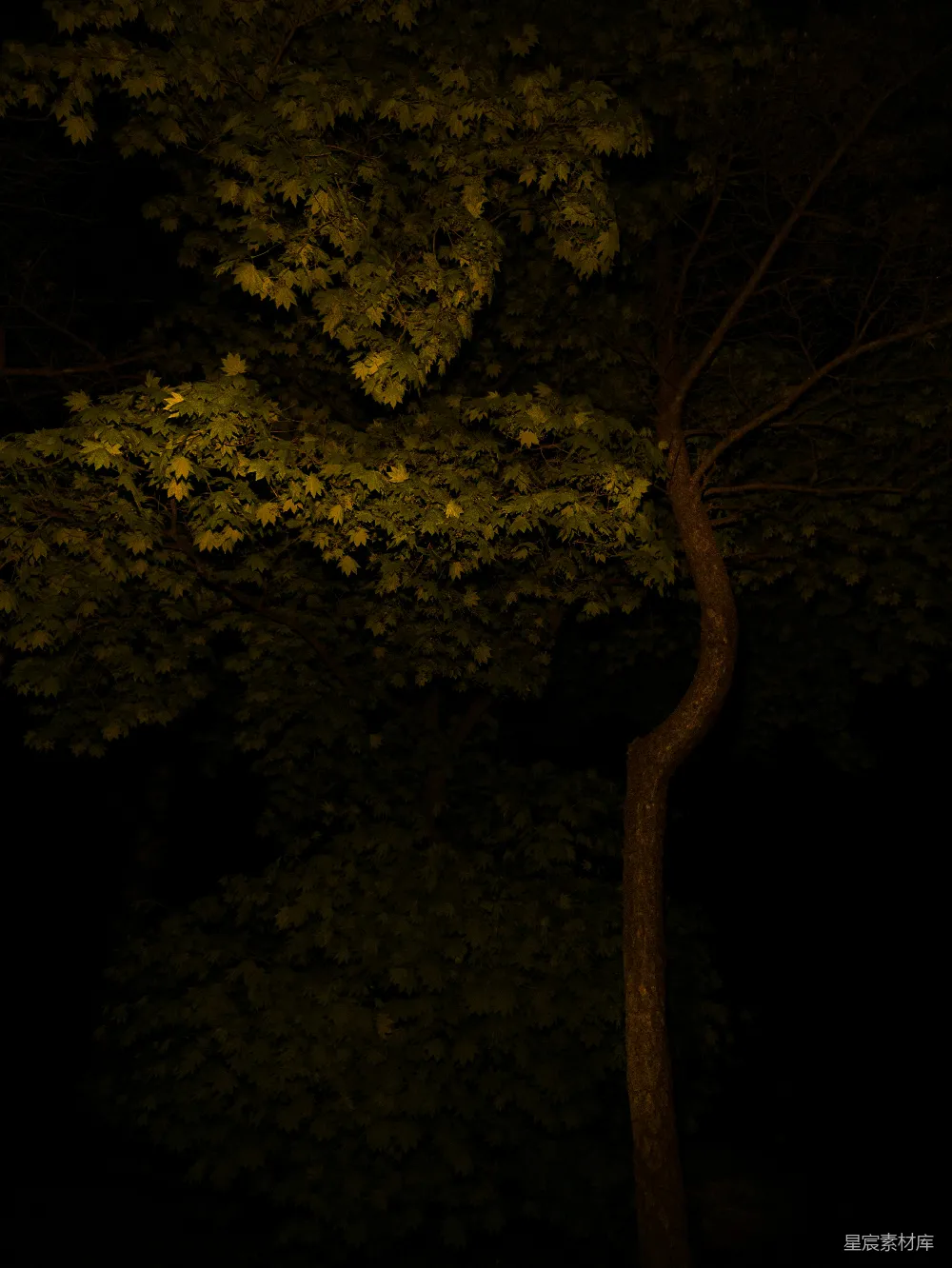 高清摄影  夜晚，一棵树前有一个停车标志。