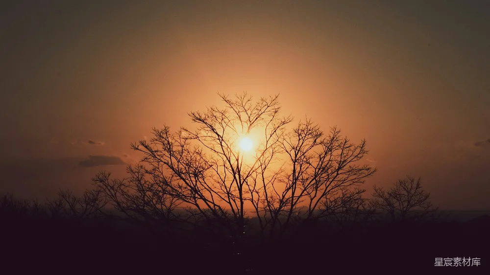 高清摄影  夕阳下的光秃秃的树