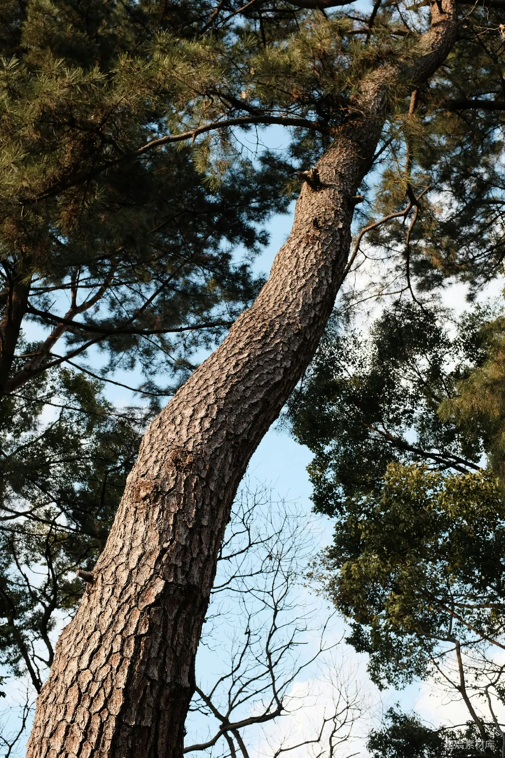 高清摄影  蓝天下的一棵绿树