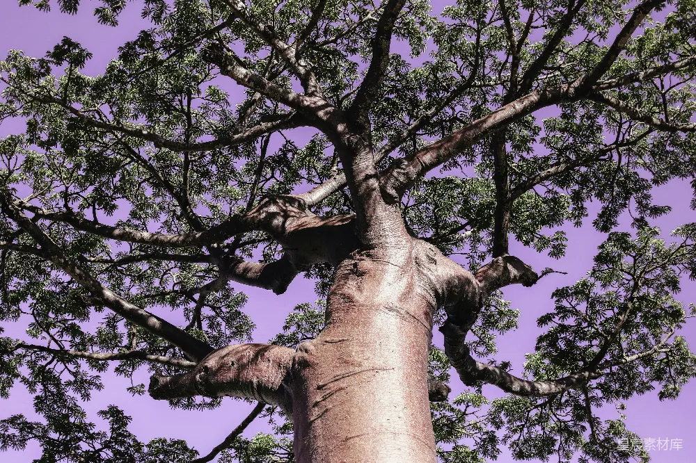 高清摄影  日间低角度拍摄绿叶树