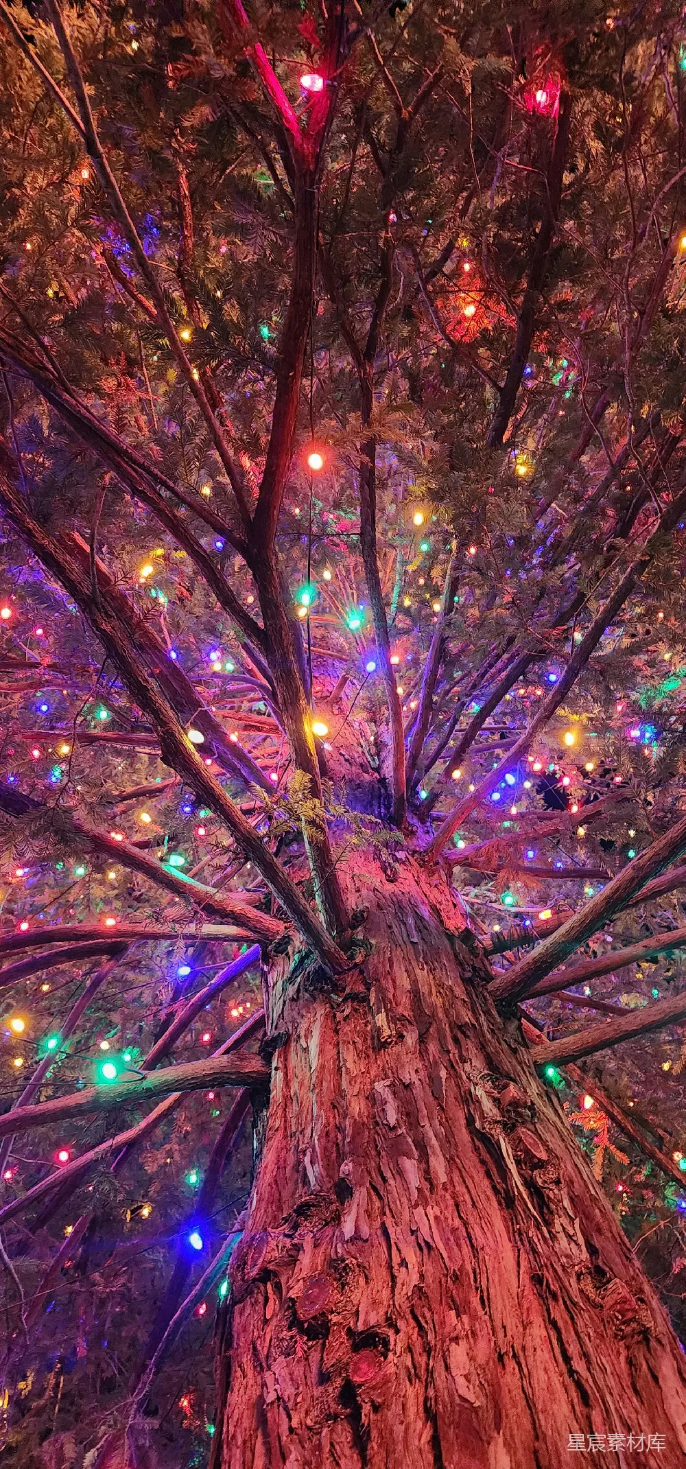 高清摄影  一棵挂满灯的树