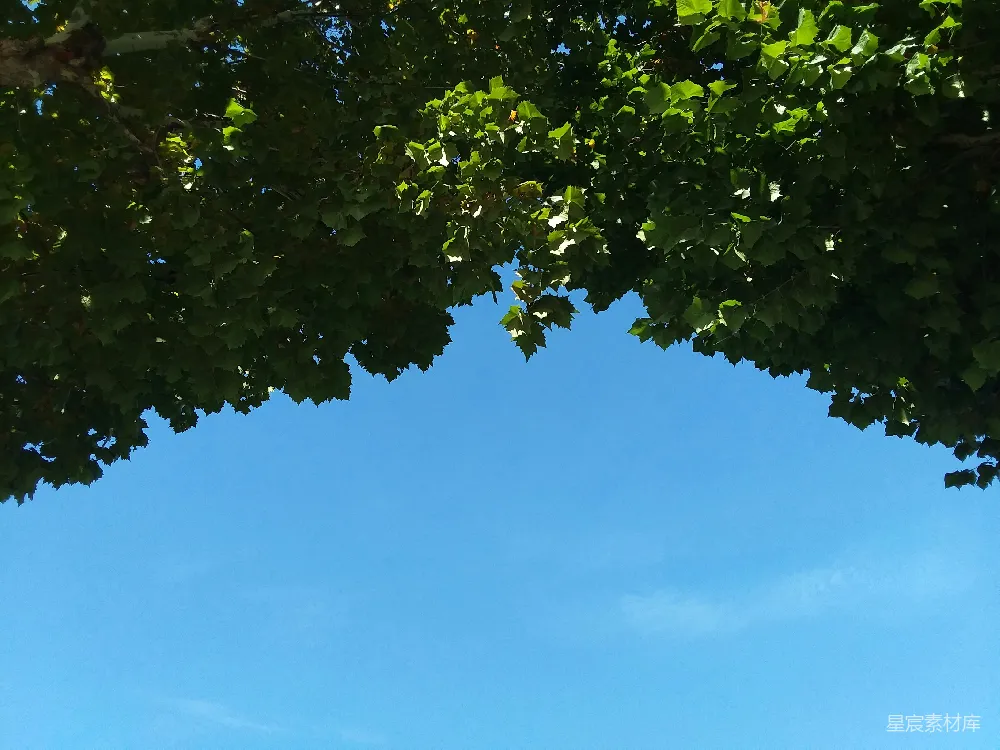 高清摄影  一棵有叶子的树