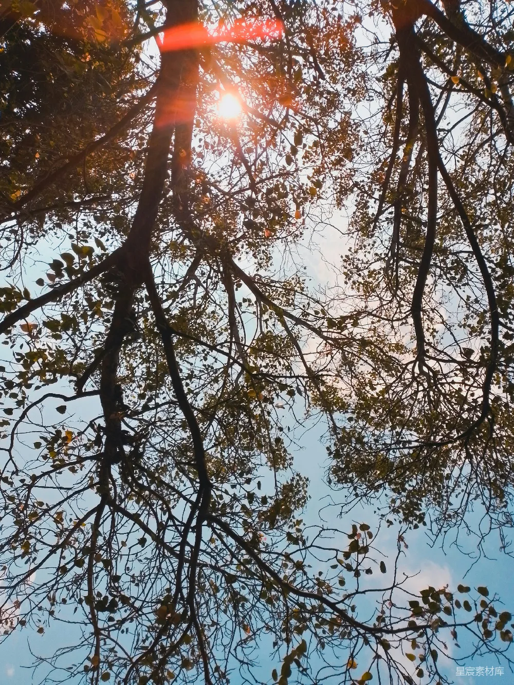 高清摄影  阳光透过树的枝叶照进来