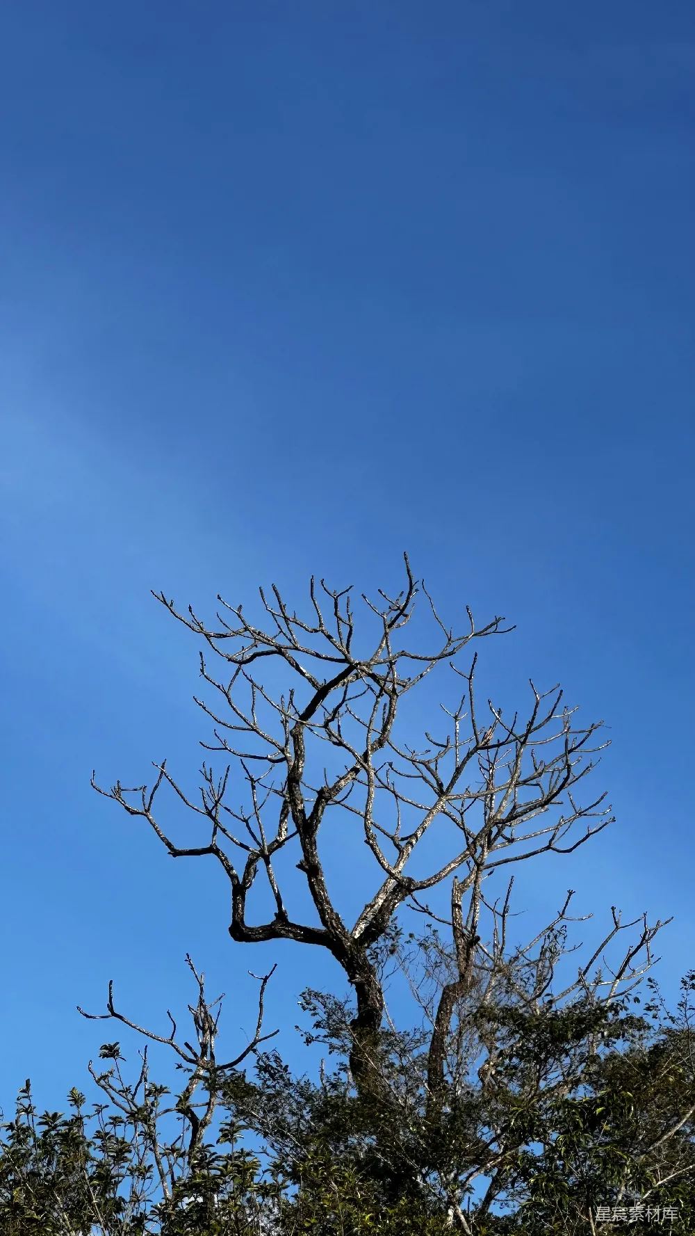 高清摄影  光秃秃的树枝映衬着一片鲜艳的蓝天。