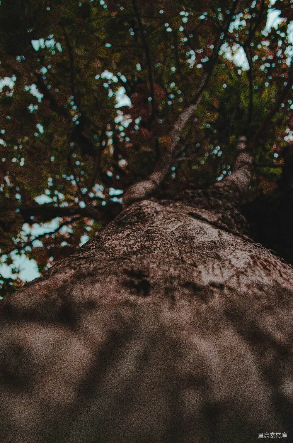 高清摄影  低角度拍摄树干