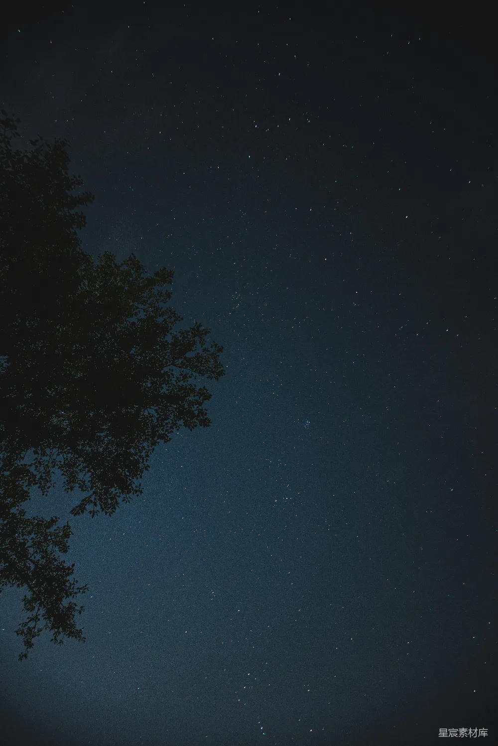 高清摄影  夜晚蓝天下的一棵绿树