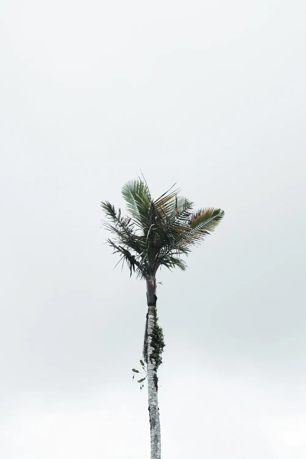 高清摄影  棕榈树在灰暗的天空下