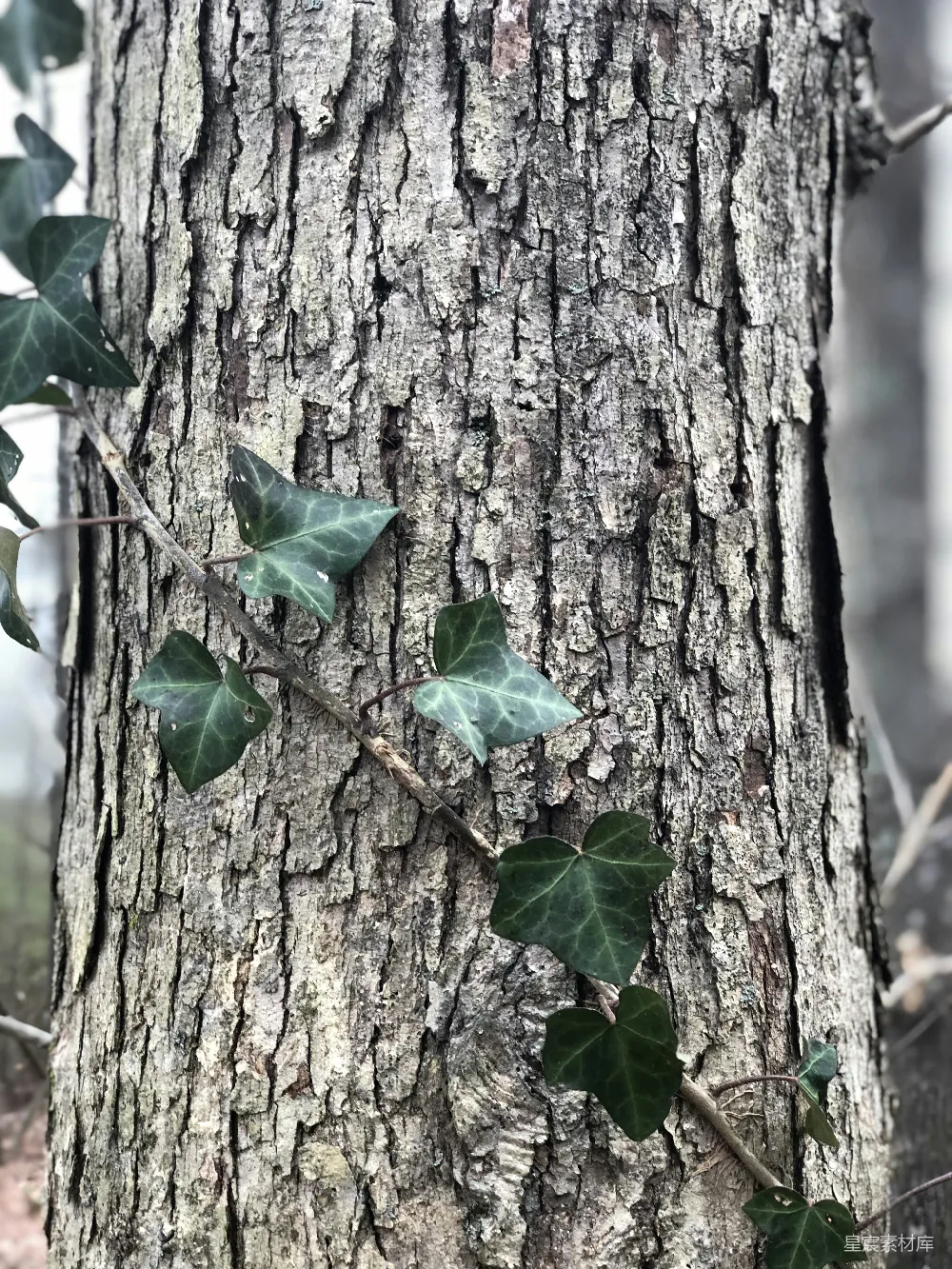 高清摄影  带有绿叶的藤蔓在灰色树干上的特写摄影