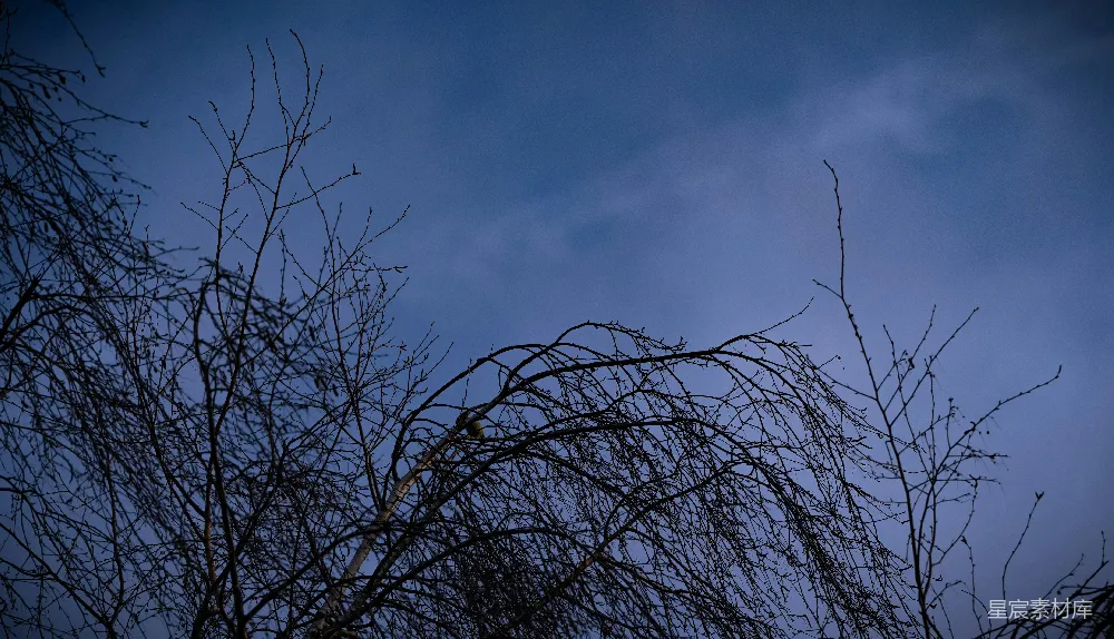 高清摄影  光秃秃的树枝在深蓝色的多云天空下。