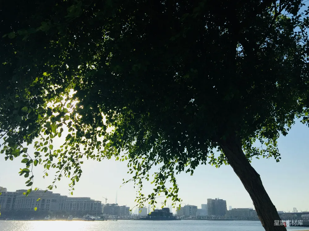高清摄影  绿叶树