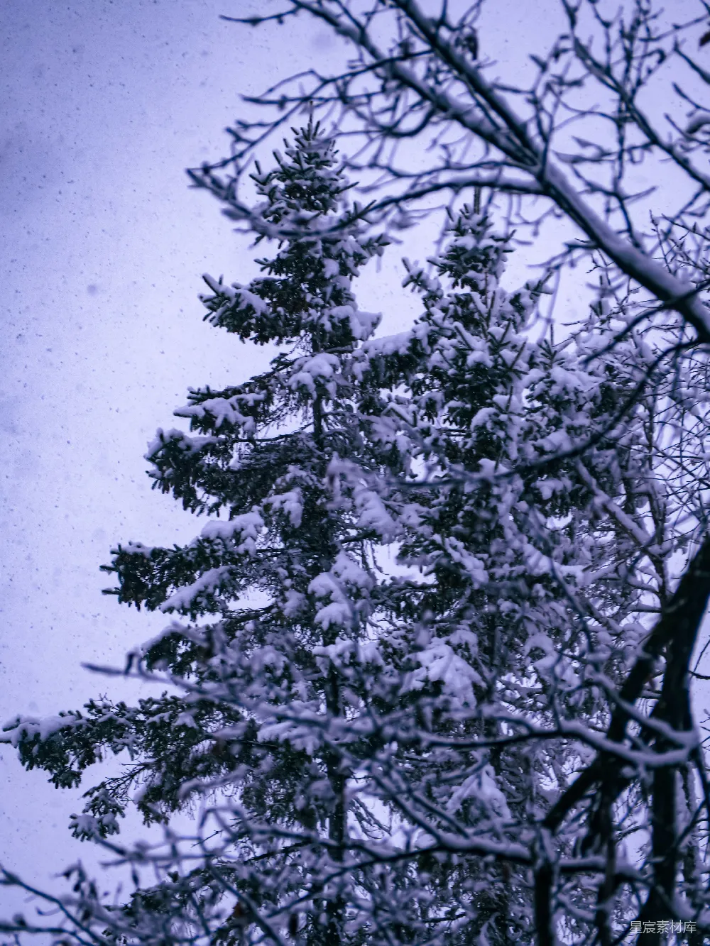 高清摄影  冬日寒冷，雪覆盖在树上。