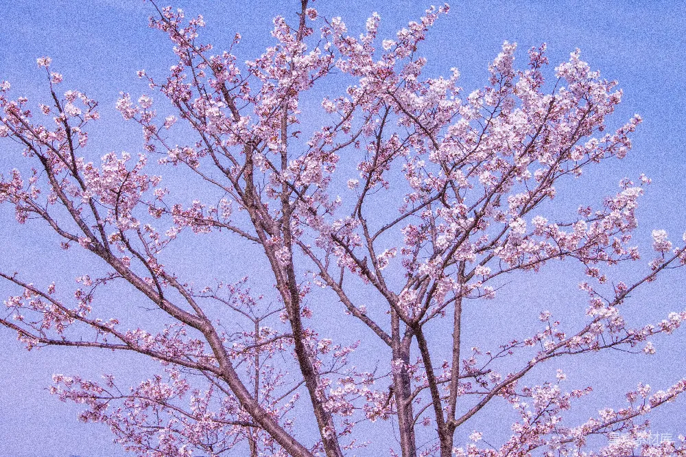 高清摄影  一棵开满粉红色花朵的树