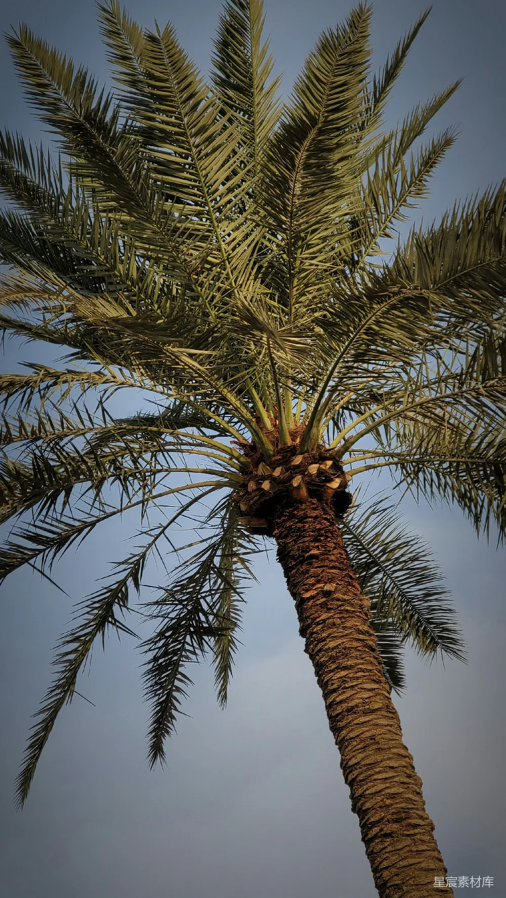 高清摄影  一棵棕榈树与蓝天