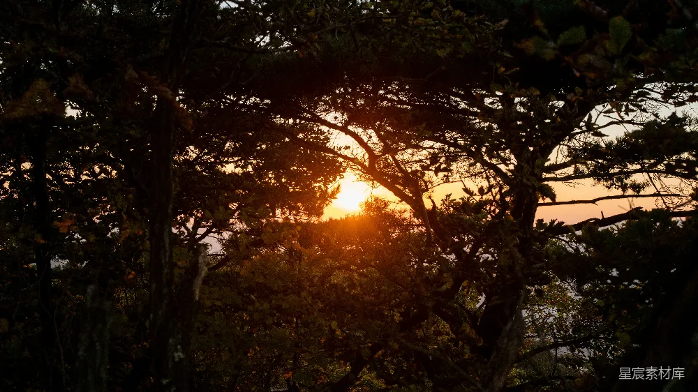 高清摄影  夕阳透过树林落下