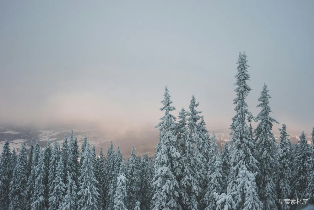 高清摄影  积雪松树