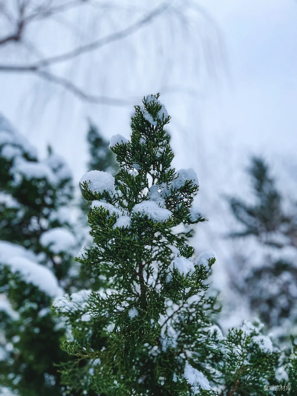 高清摄影 自然 壁纸 一棵被雪覆盖的松树在森林里