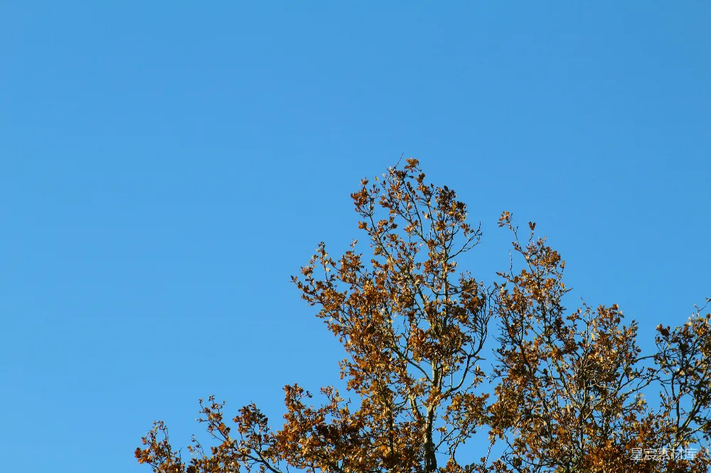 高清摄影  一只鸟栖息在树梢。