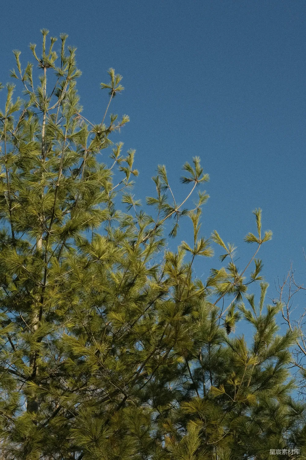 高清摄影  一只鸟停在树枝的顶端