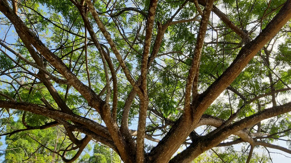 高清摄影  白天蓝天下的绿树