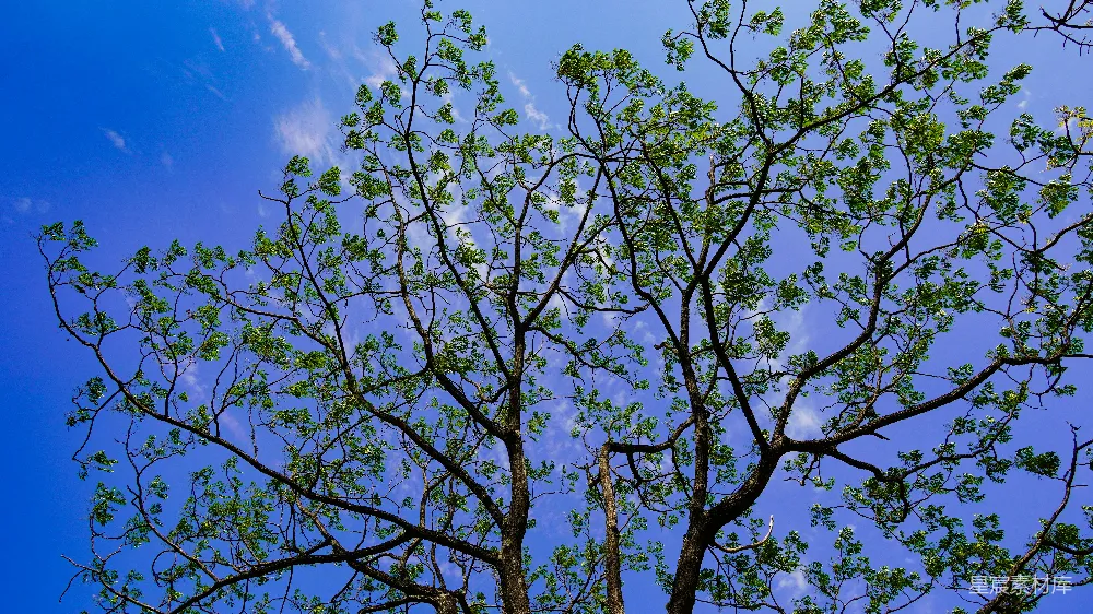 高清摄影  一棵绿叶树在蓝天背景下