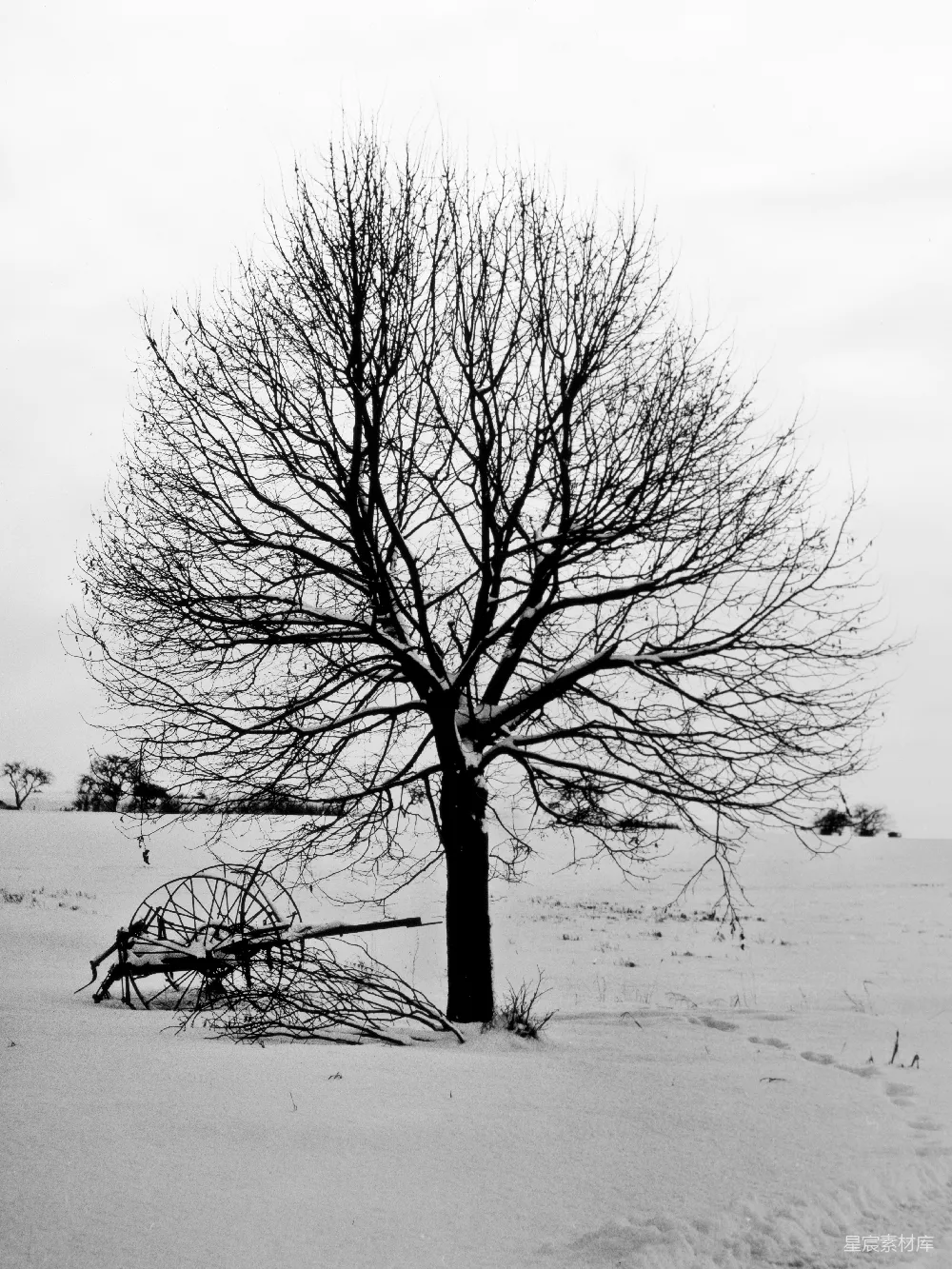 高清摄影  雪地上的光秃树