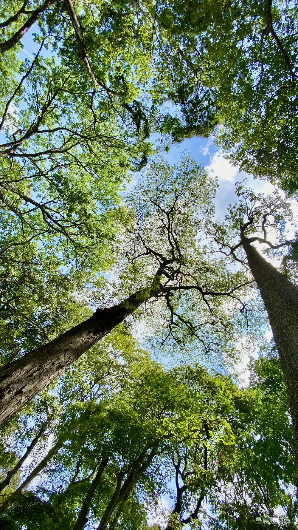 高清摄影 自然 仰望森林中的高大树木