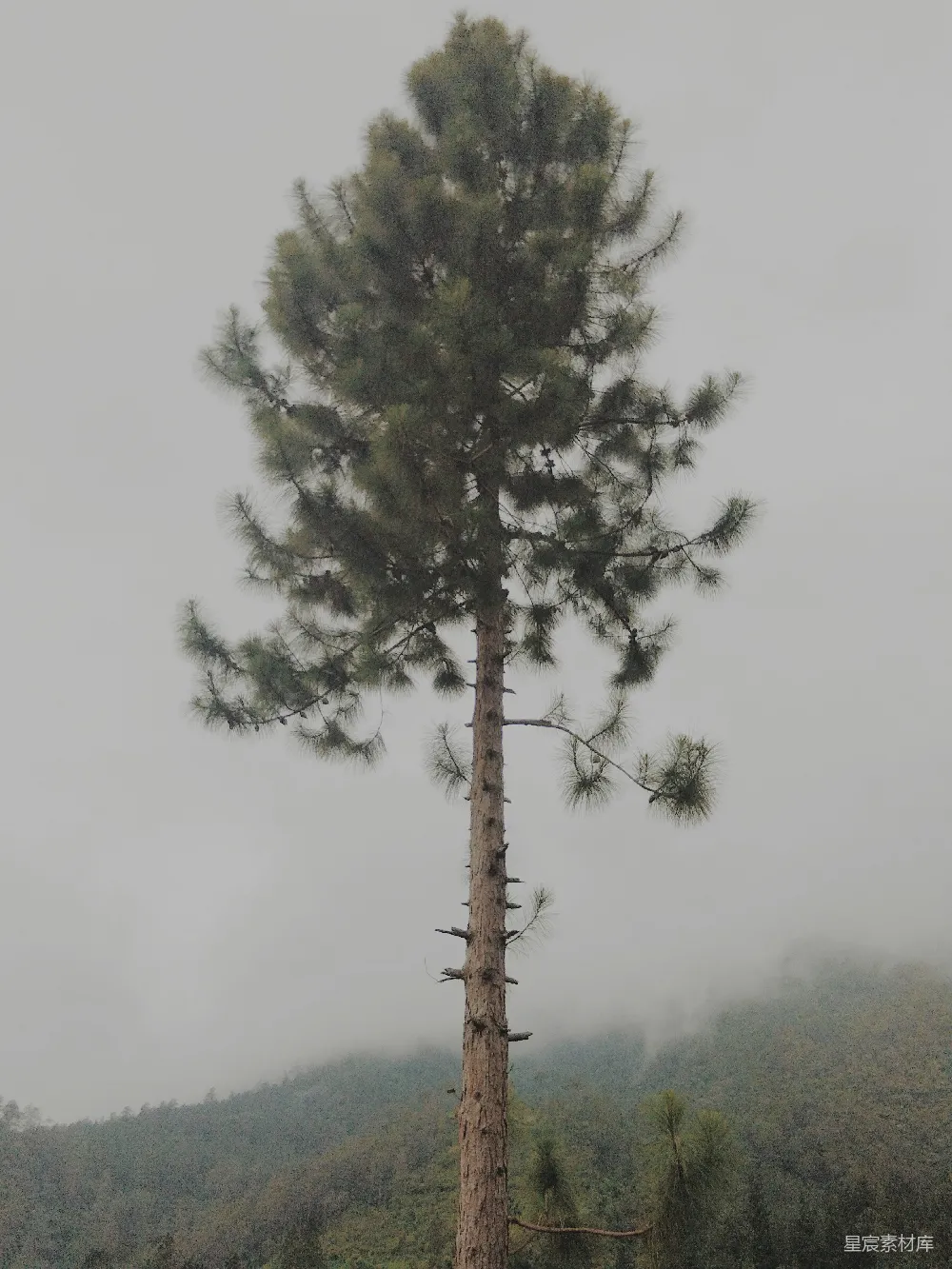 高清摄影  森林中的一棵树