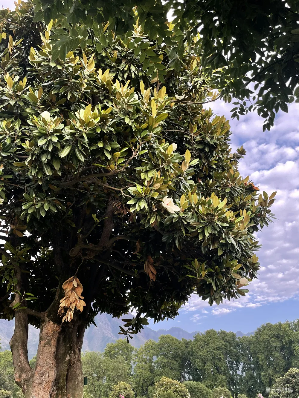 高清摄影  一棵有许多叶子的树