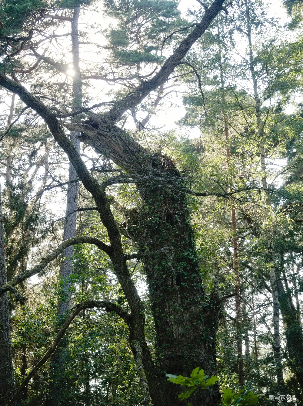 高清摄影  在森林中央的一棵大树
