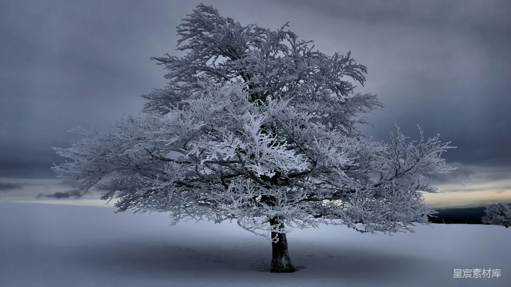 高清摄影  白天覆盖着雪的树