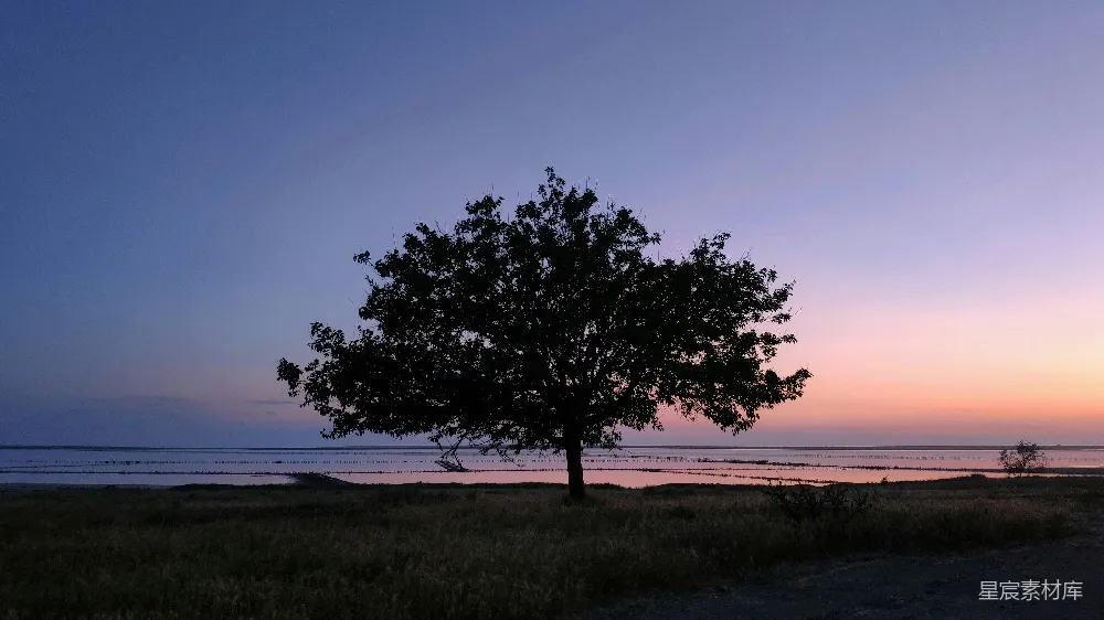 高清摄影  夕阳下田野中的一棵孤树
