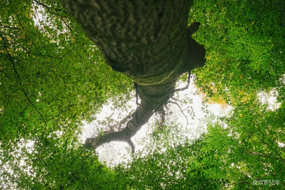 高清摄影 壁纸 旅行 自然 仰望浓密翠绿的树冠