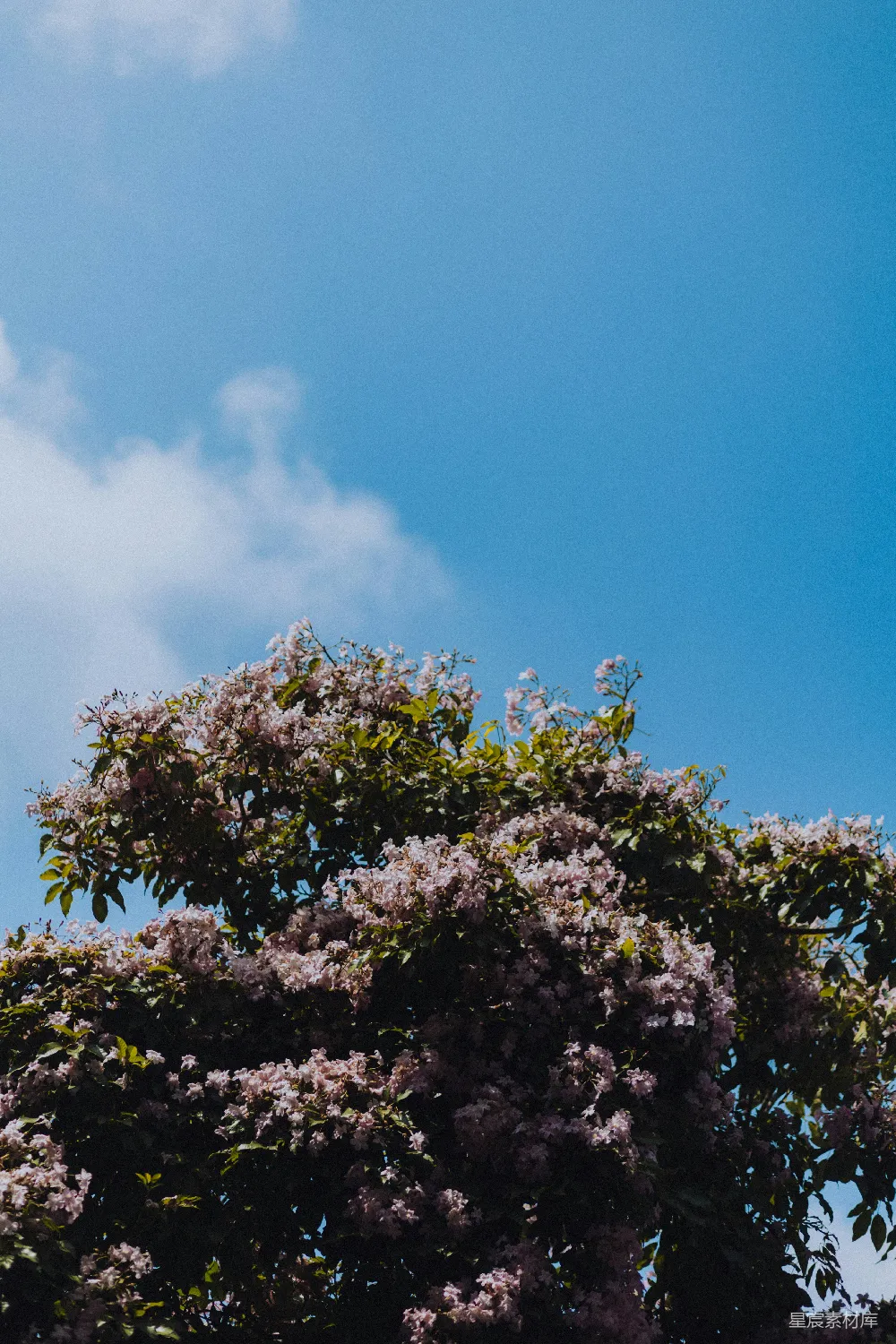 高清摄影  前景中有一棵开紫色花的树，背景是蓝天。