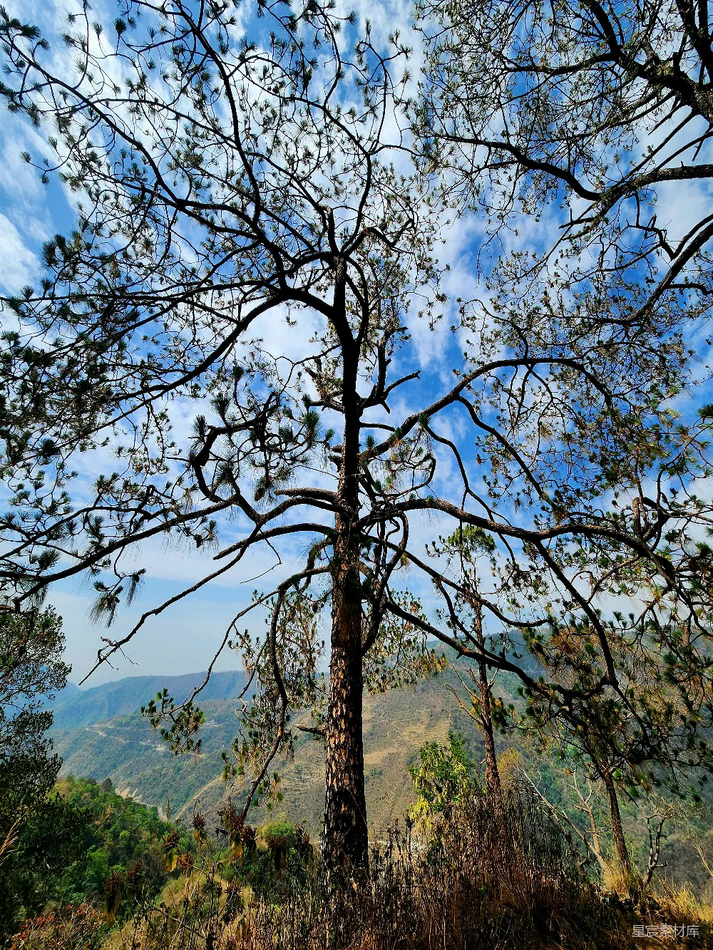 高清摄影  从山顶看一棵树的景象
