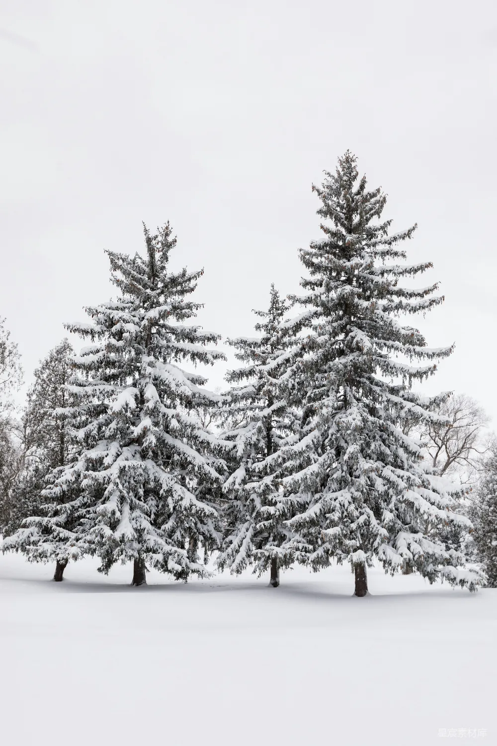 高清摄影  一群被雪覆盖的松树