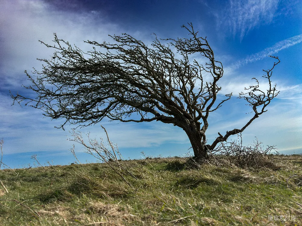 高清摄影  风吹的树坚韧地站立在天空下。
