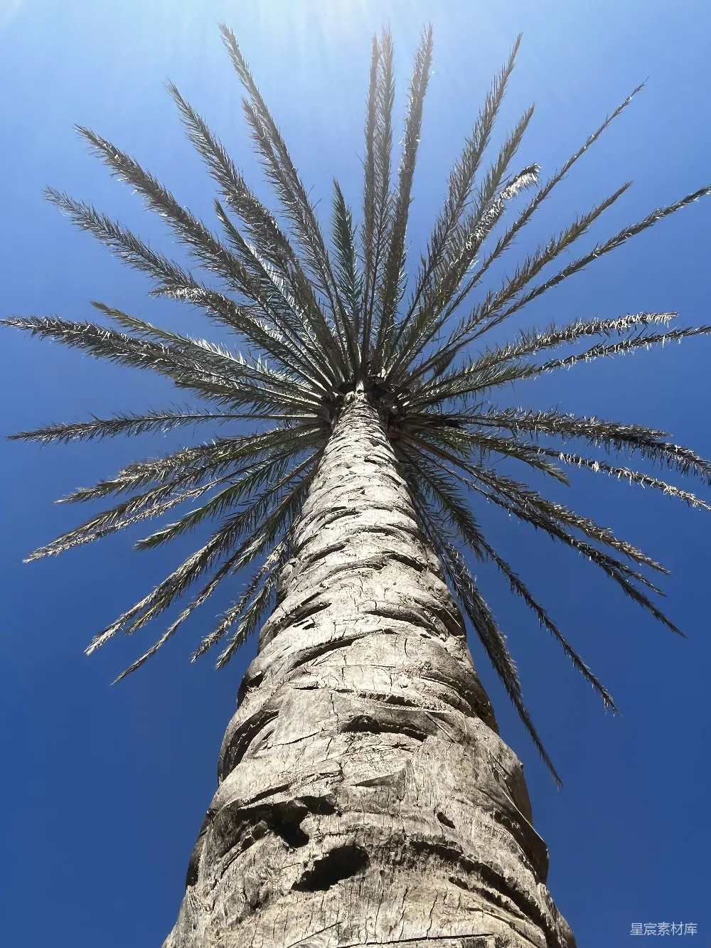 高清摄影 旅行 一棵高大的棕榈树，背景是蓝天。