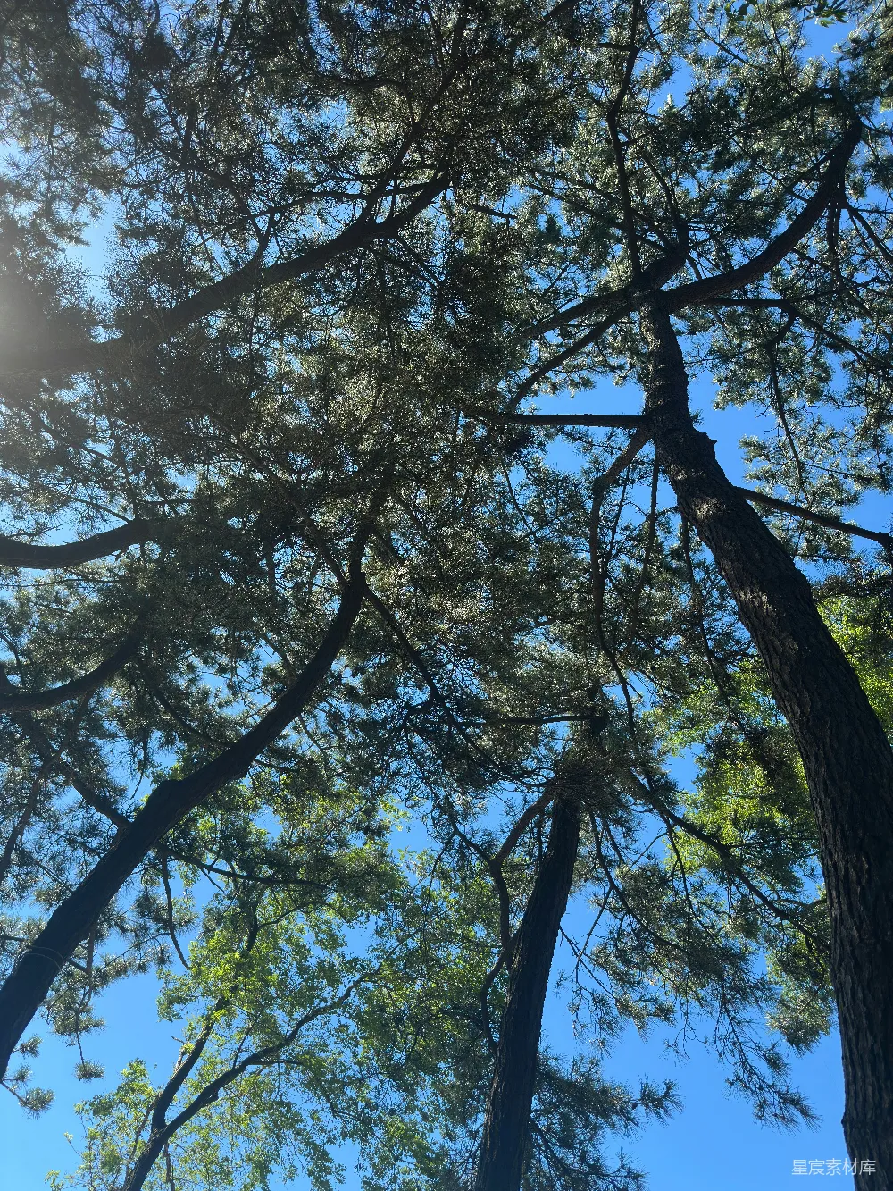高清摄影  仰望树木，看向蓝天。