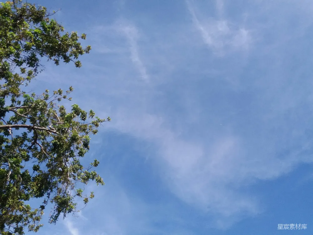 高清摄影  白天蓝天下的绿树